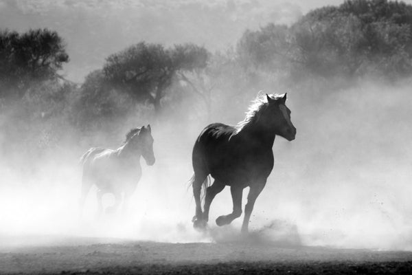 Top 10 des races de chevaux les plus majestueuses - Pegasus-square