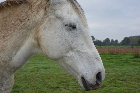Comment dort un cheval - Pegasus-square