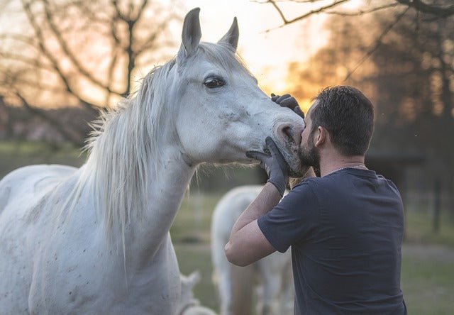 Le travail du cavalier avant de monter a cheval - Pegasus-square